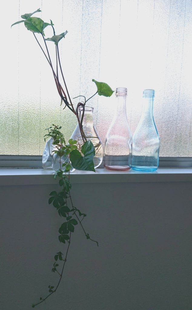 水耕栽培image
