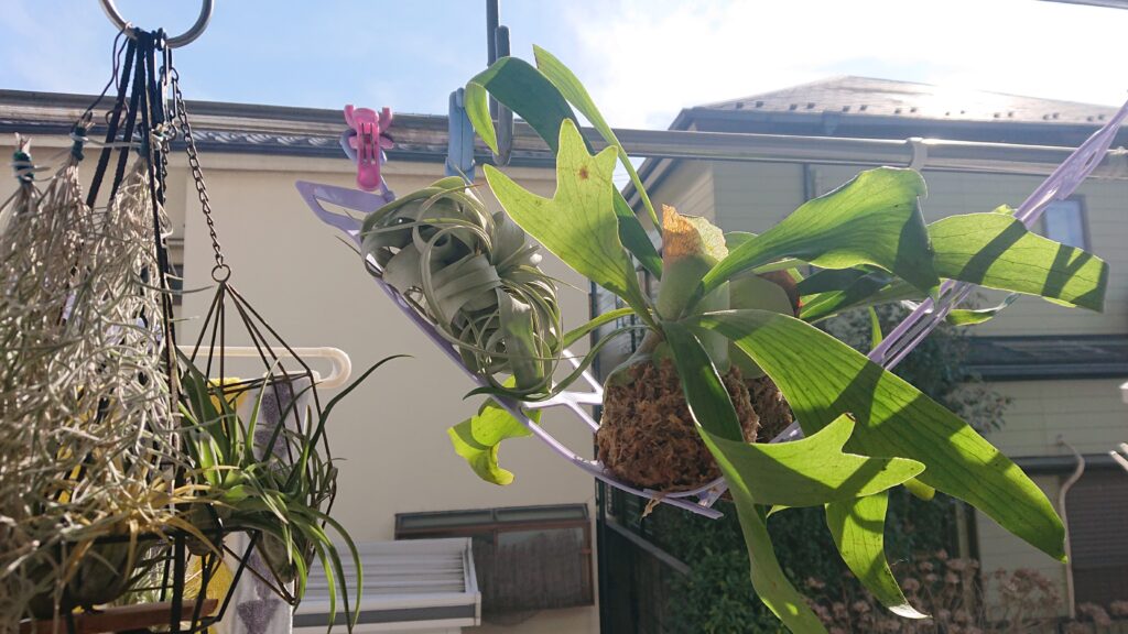 植物の日向ぼっこ